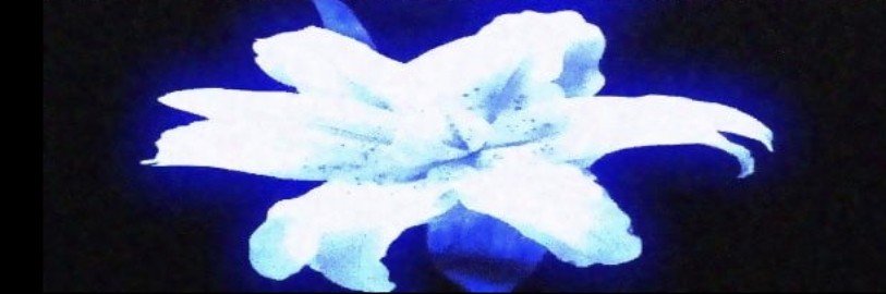 sebussy🍋's banner