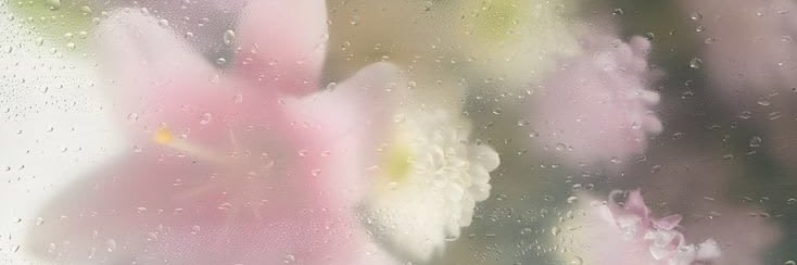 🌷's banner