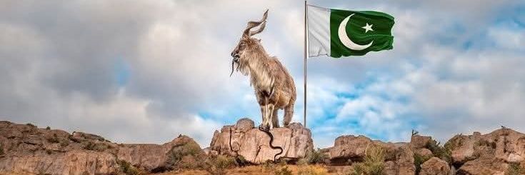 Pakistani Markhor's banner