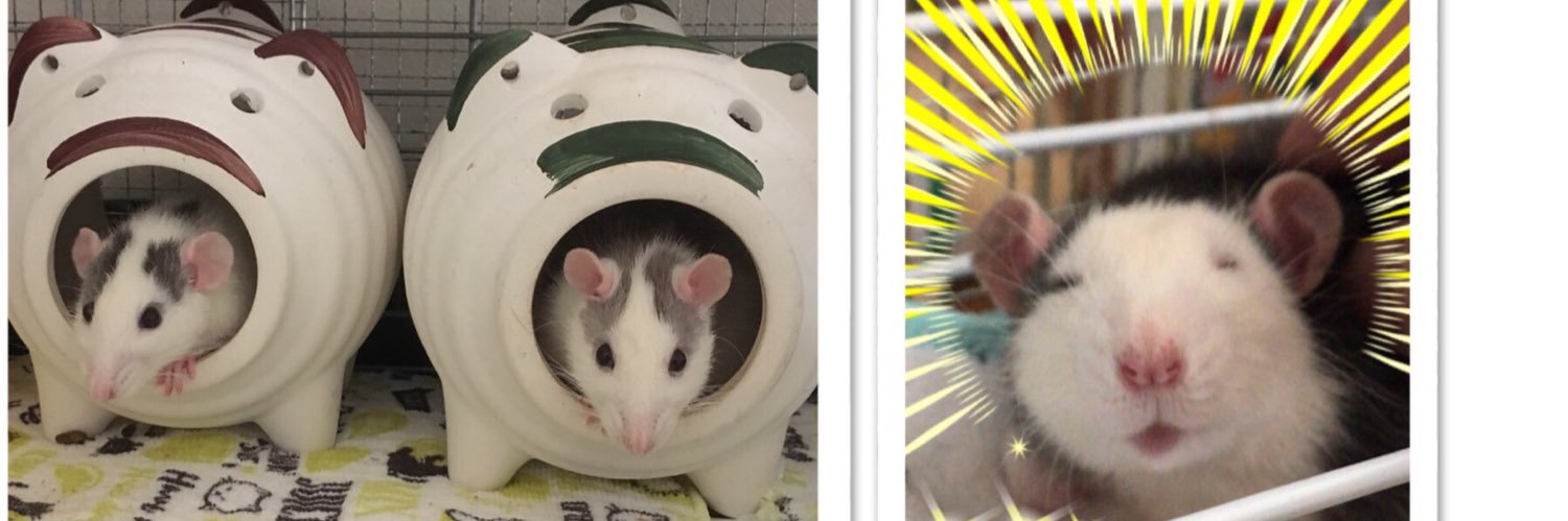 柿ピー(●˙꒳˙●)🧀🐁🫘's banner