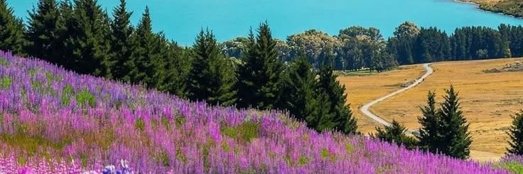 Deeysi's banner