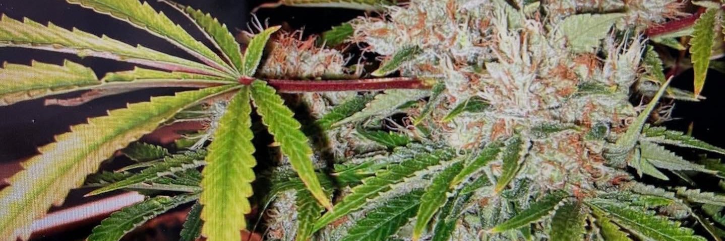 Sincityseeds's banner