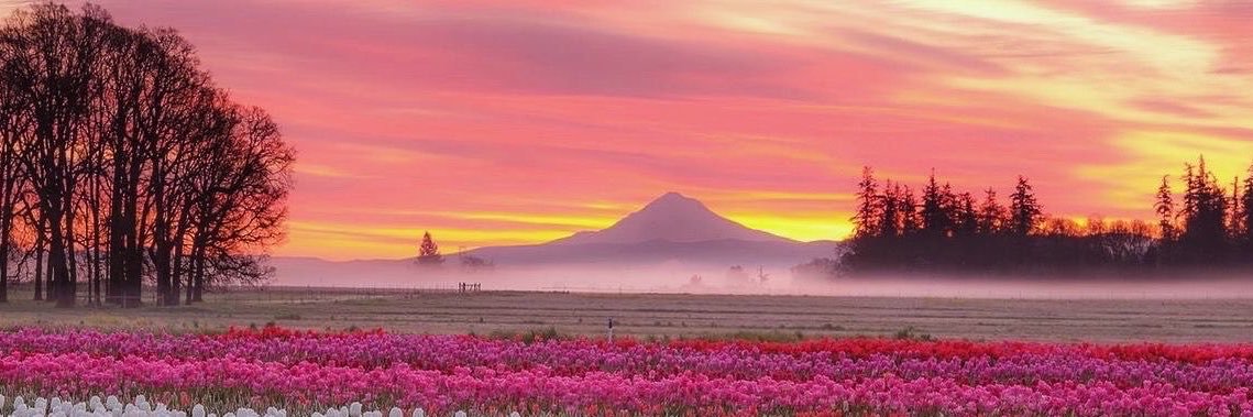 Carol Rodriguez🌼's banner