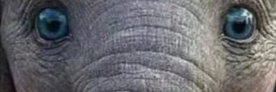Nick “The African Wild Dog”'s banner