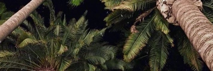 Genesis's banner