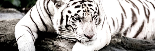 Lenio jr's banner