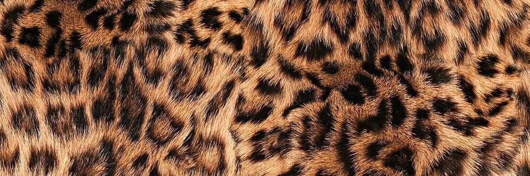 🐆's banner