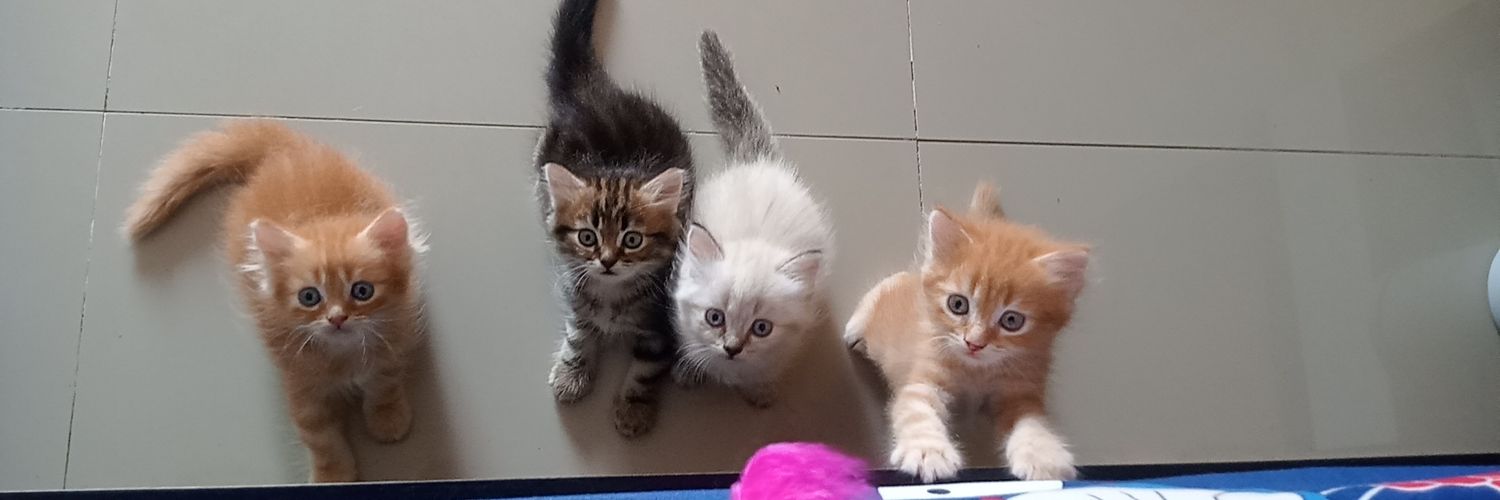 Kitty cat's banner