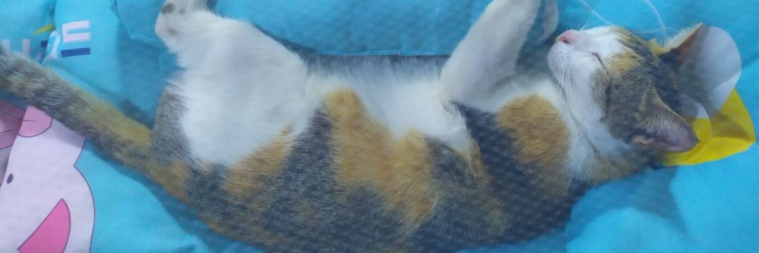 Serenity 🐱's banner