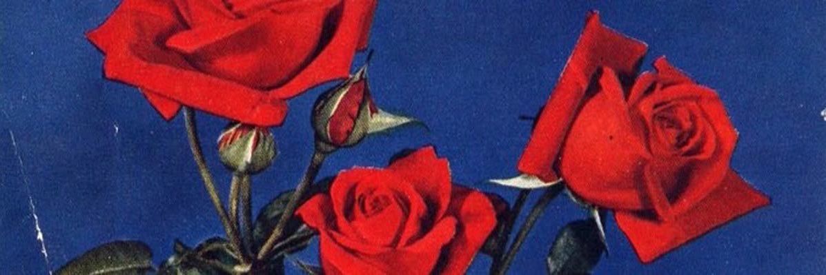 jamie🍓♥︎🦝's banner