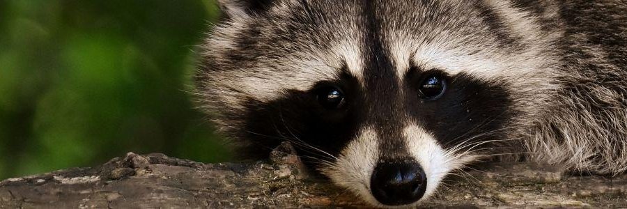 El Mapache Infiltrado 🦝's banner