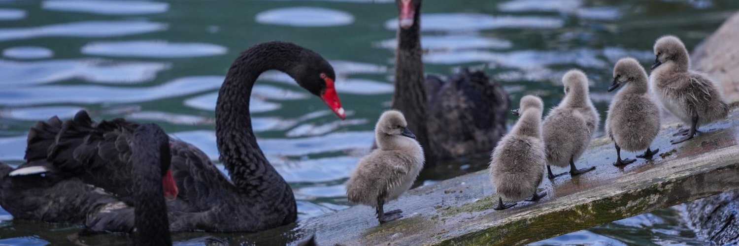 Kağan Sarıkaya's banner