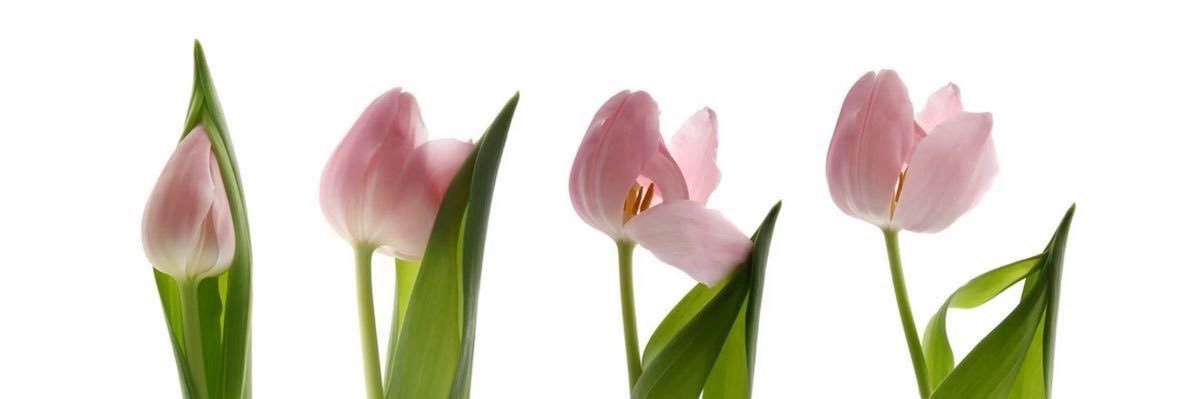 🎀's banner
