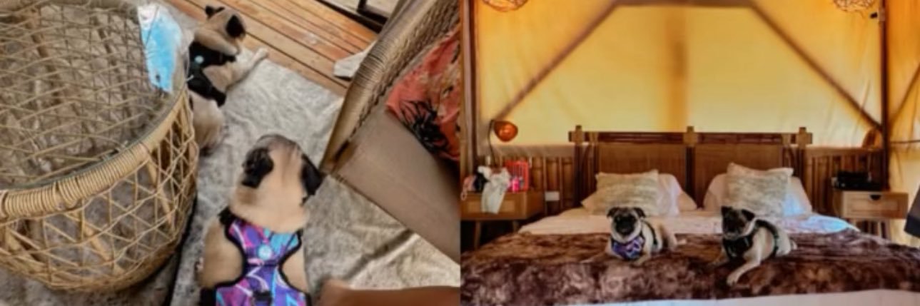 Stefanny Lopez's banner