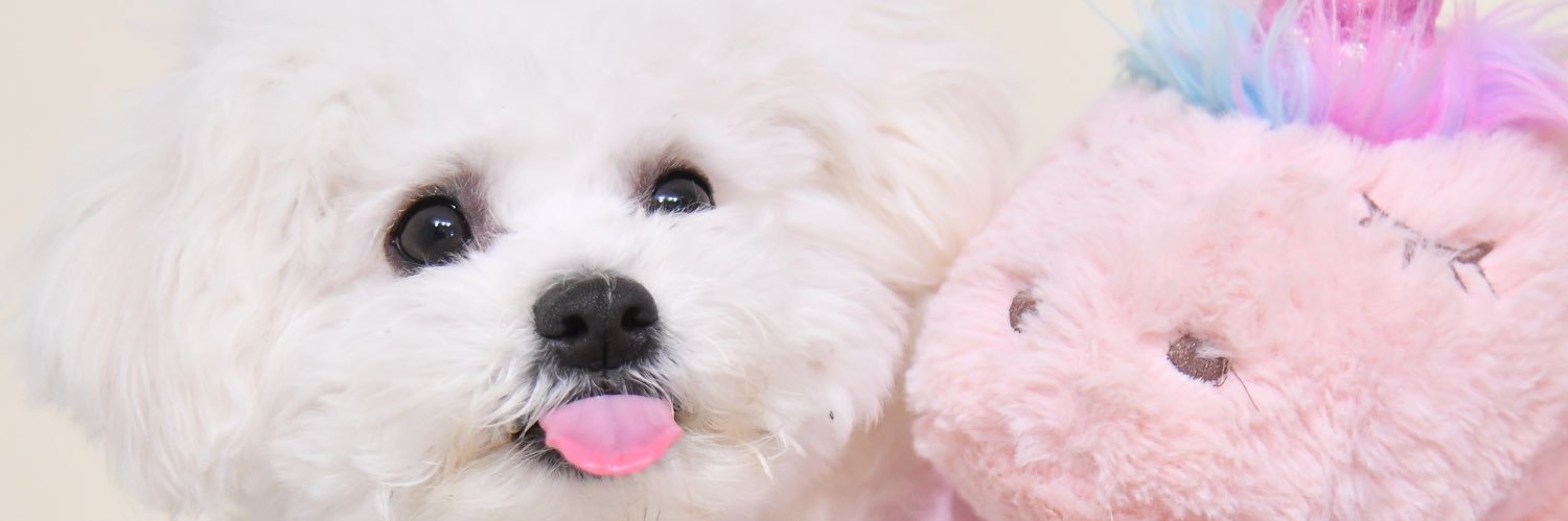 ビションフリーゼの うに's banner