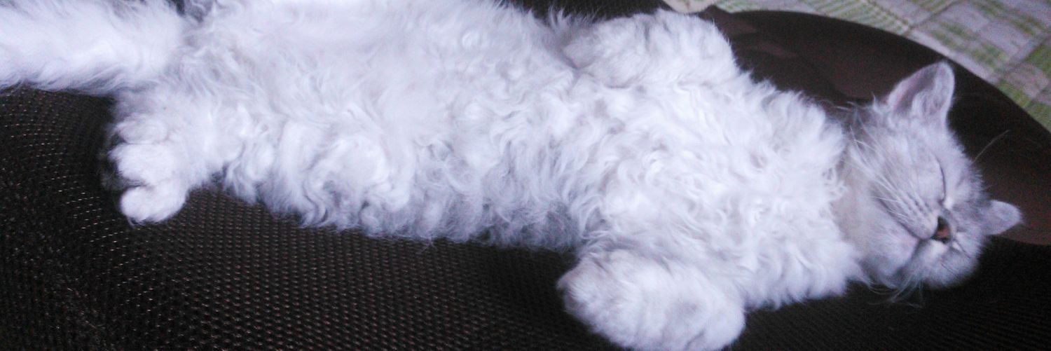 あんこ@'s banner