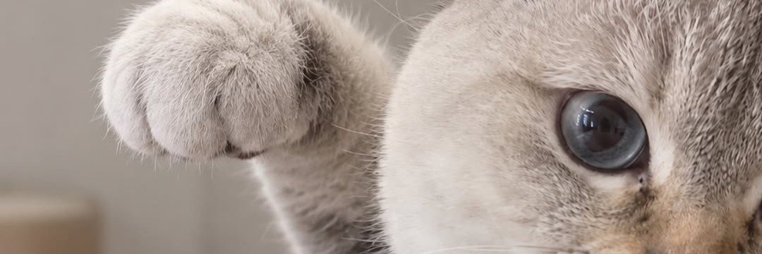 NothingReaL's banner