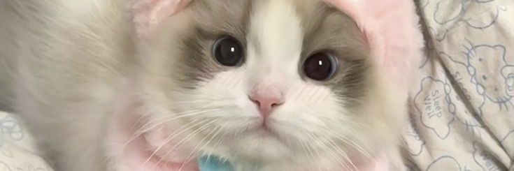 cuteecats's banner