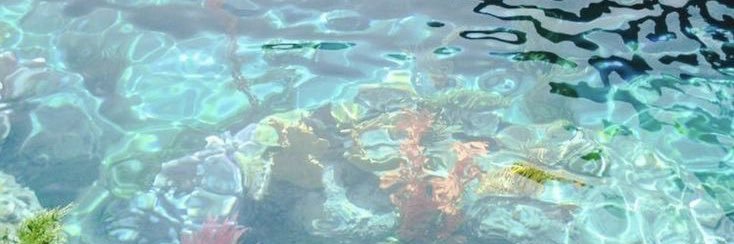 catshark's banner