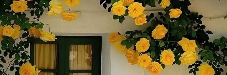 Only For you's banner