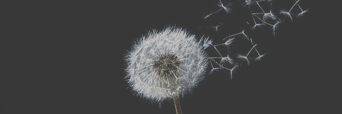 Ѵαɳҽ₄₄🍂🕸's banner