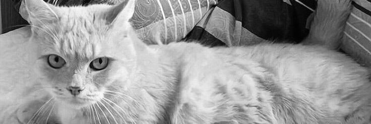 جـ𓆩❉্᭄͜͡ـود's banner