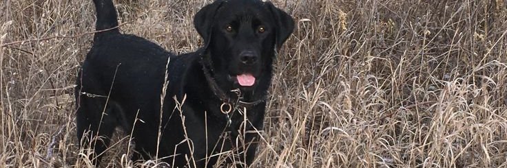 Blackdog's banner