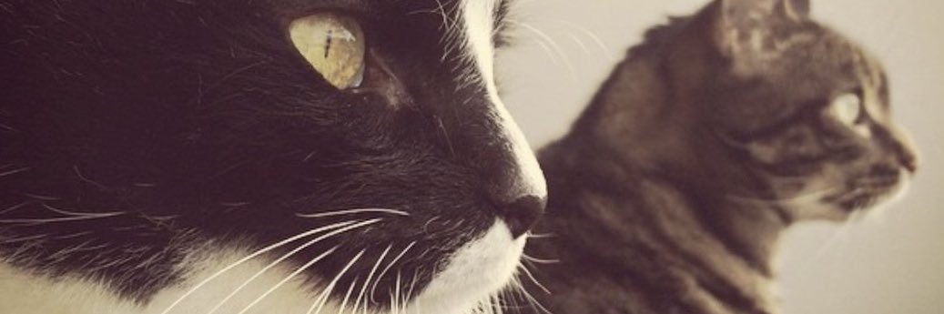 veltrv 🐾🩺👨‍⚕️'s banner