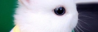 Teresa's banner