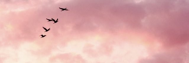 Patri 🐦‍⬛'s banner