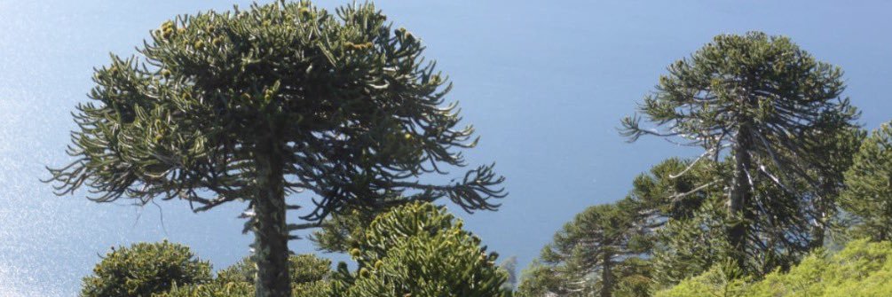 María Eugenia's banner