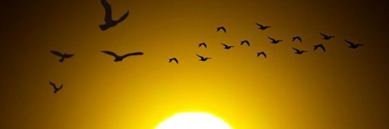 ब्रम्हमुल्ला 🌿's banner