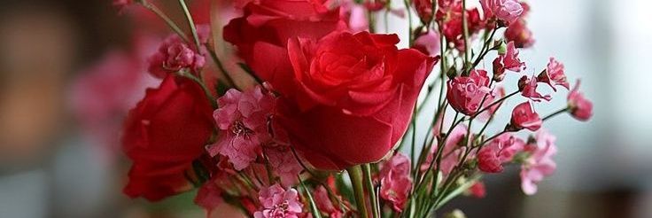 Roses 🌹's banner