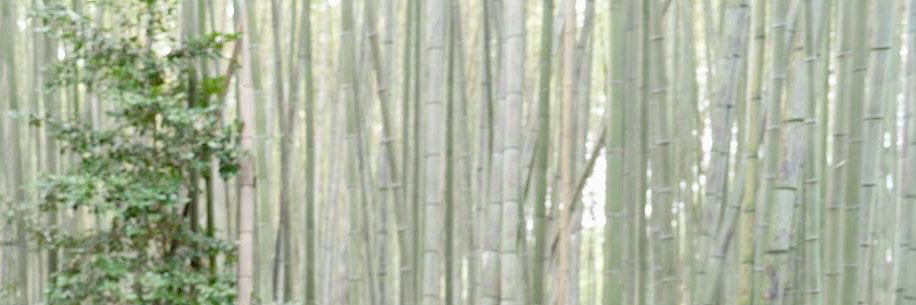 まゆみ 京都's banner