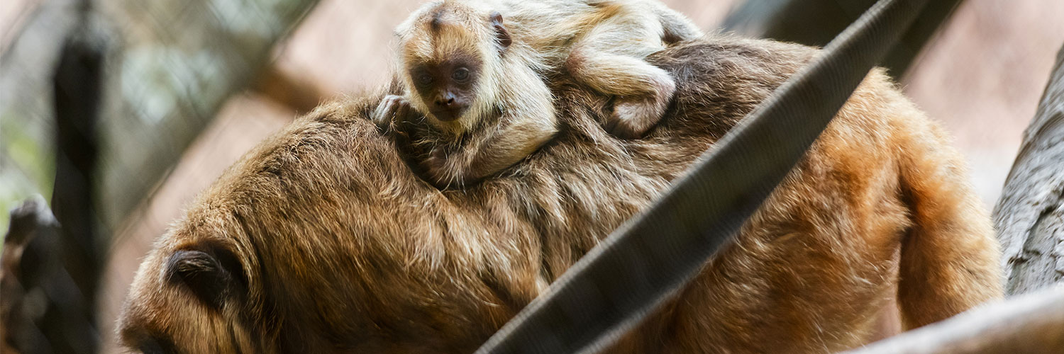 Houston Zoo's banner