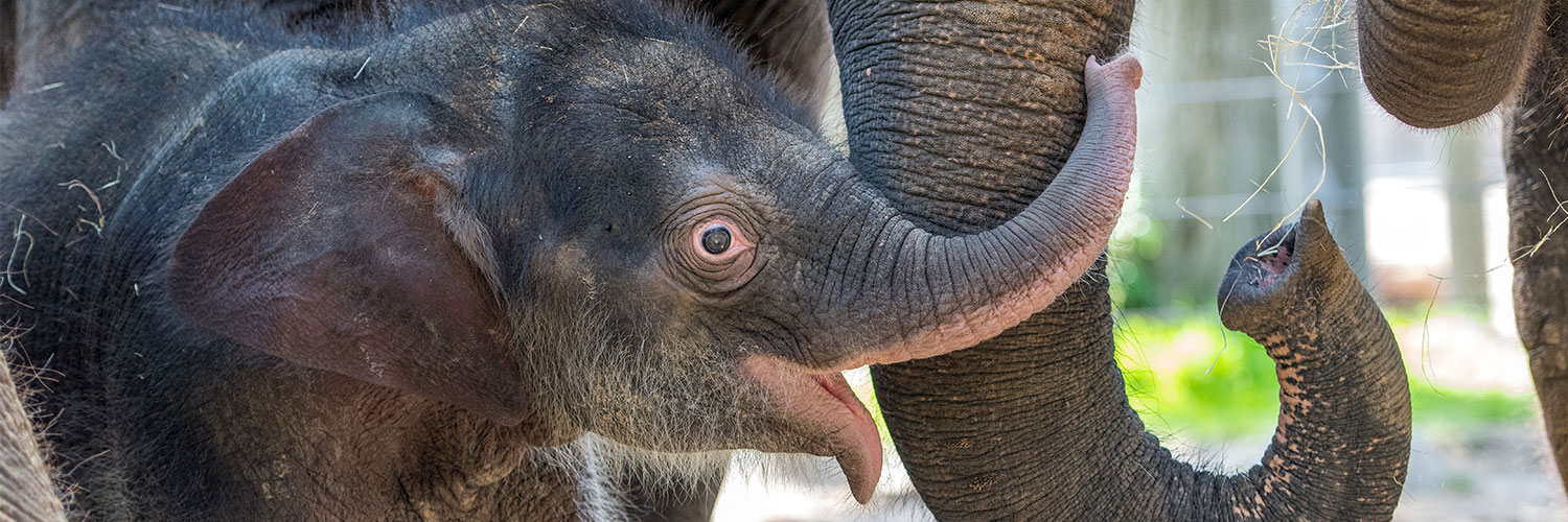 Houston Zoo's banner