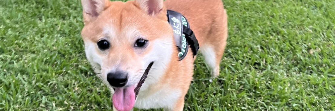 しょんぼり顔のもに's banner