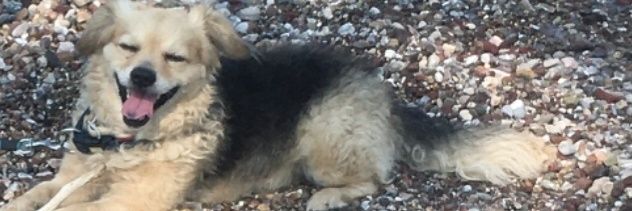Cookie❣️'s banner