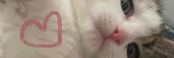 Jesteine Enzo ll's banner