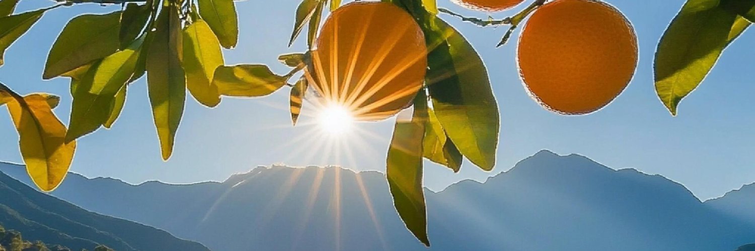 orange 🍊's banner