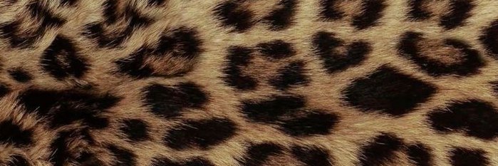 𖦹's banner