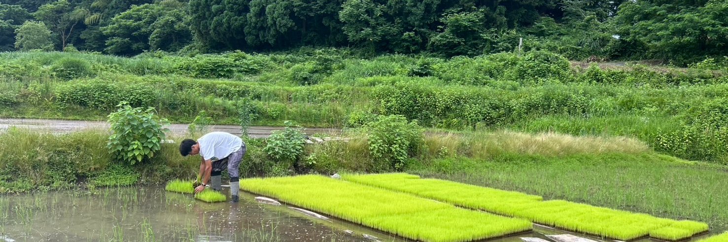 塩崎みのる🌾✨元れいわ新選組公認参議院比例候補🌾's banner
