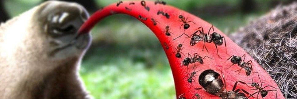 ant's banner