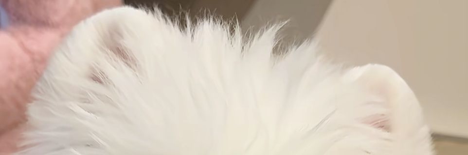 天才咪's banner