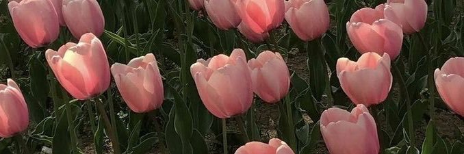 poppy🧚🏼's banner