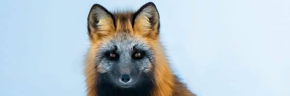 🦊❄️Dağtilkisi's banner
