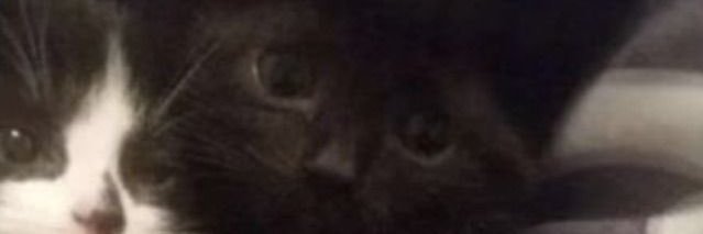 lily's banner