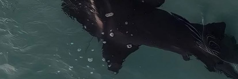 blind sharkie 🦈's banner