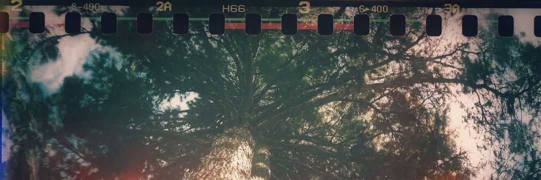 Fern 🪲🎉's banner