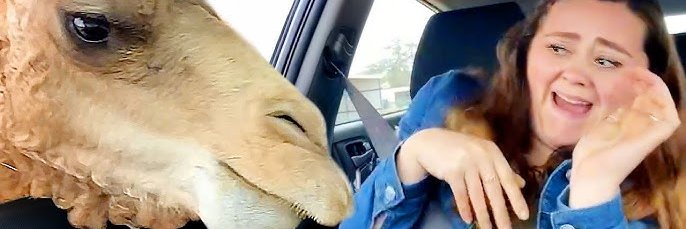 Best of the Internet's banner